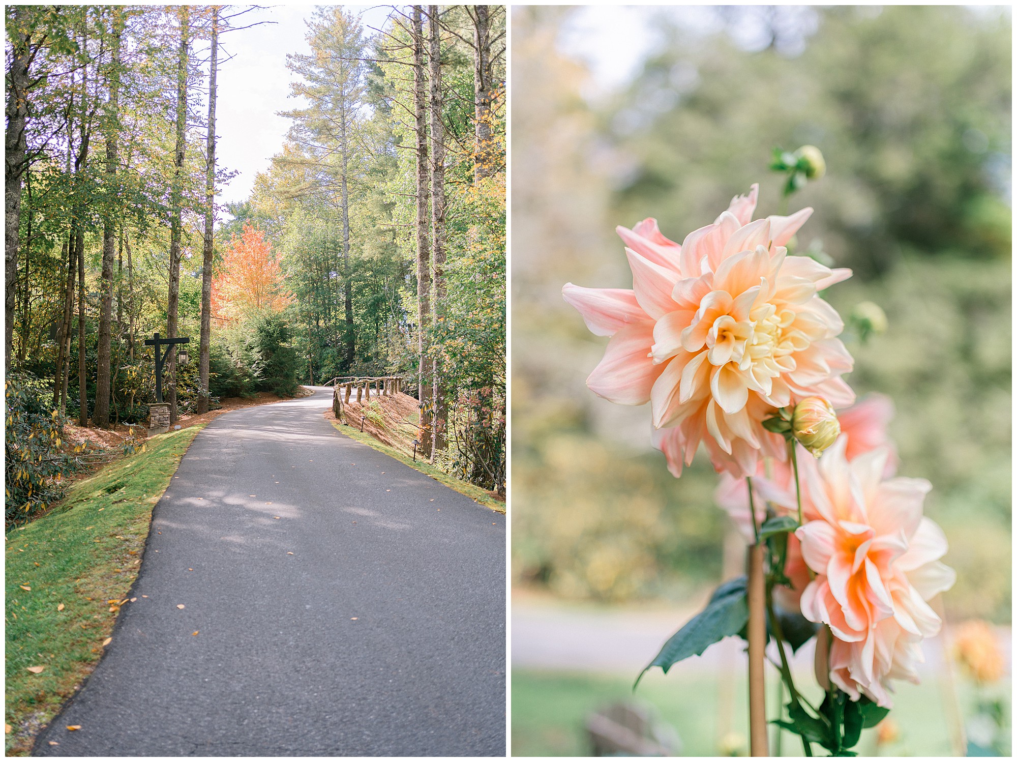 Portrait of a winding drive lined by trees leading to Half Mile Farm in Highlands NC and a close up of a pale pink flower.